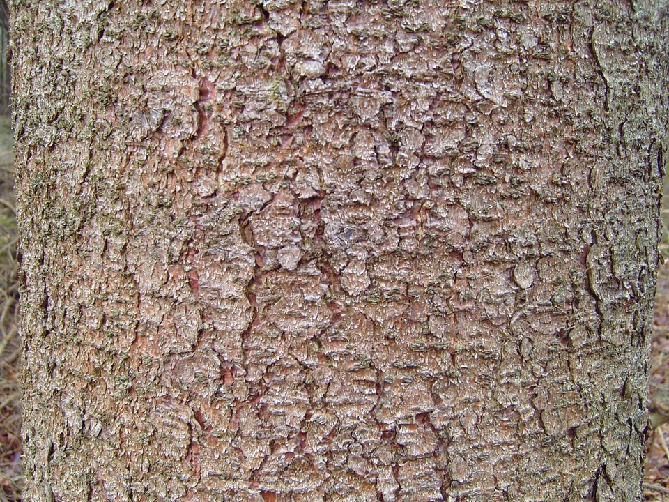 Pine tree 