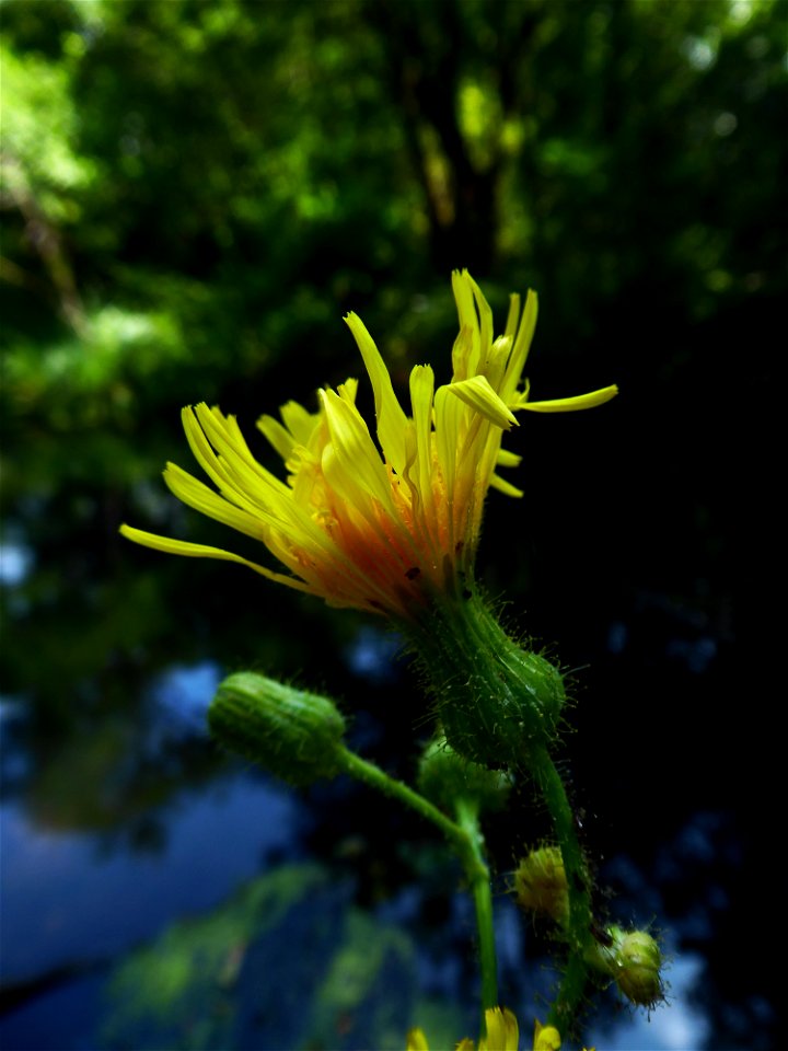 Sonchus arvensis L., 1753