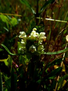 Prunella laciniata (L.) L., 1763