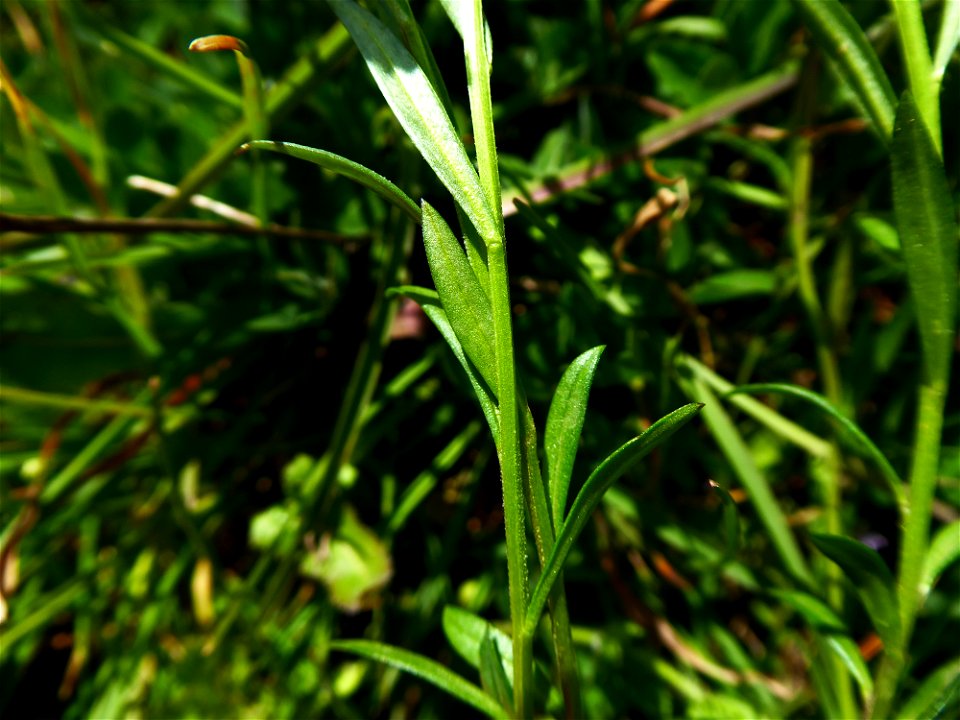 Polygala vulgaris L., 1753