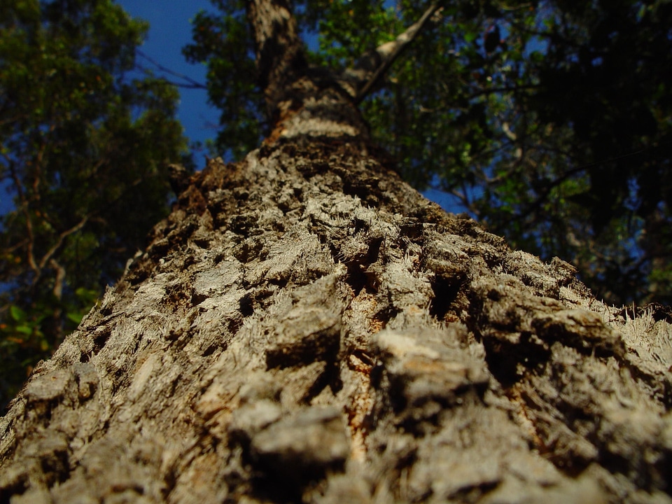 Perspective tree 