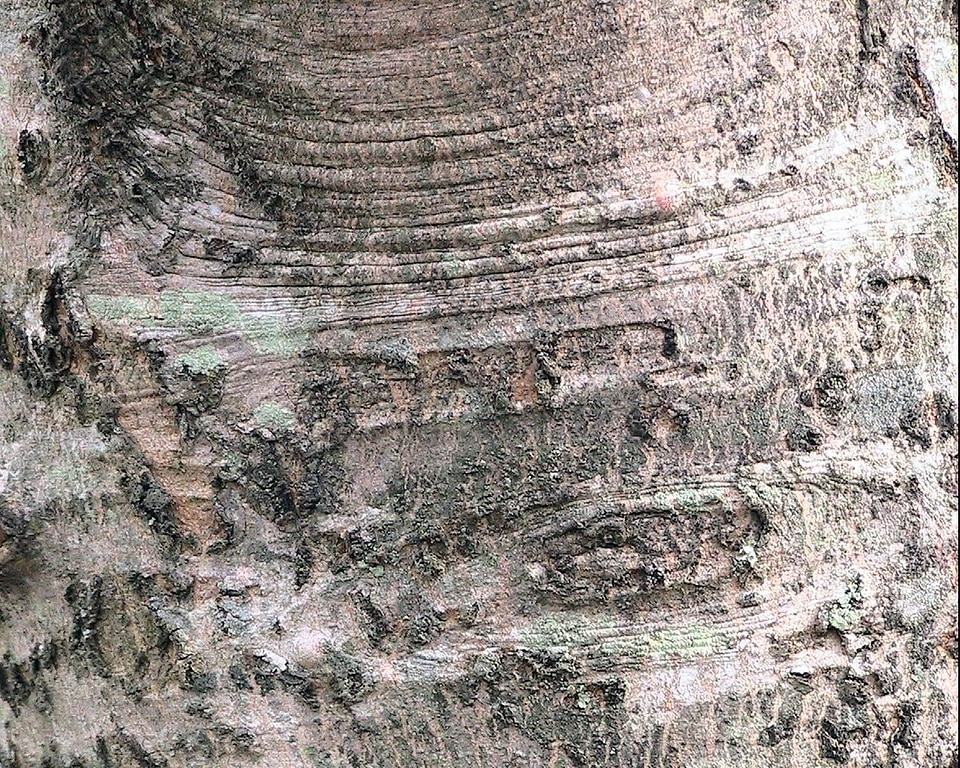 Acer Saccharinum maple silver