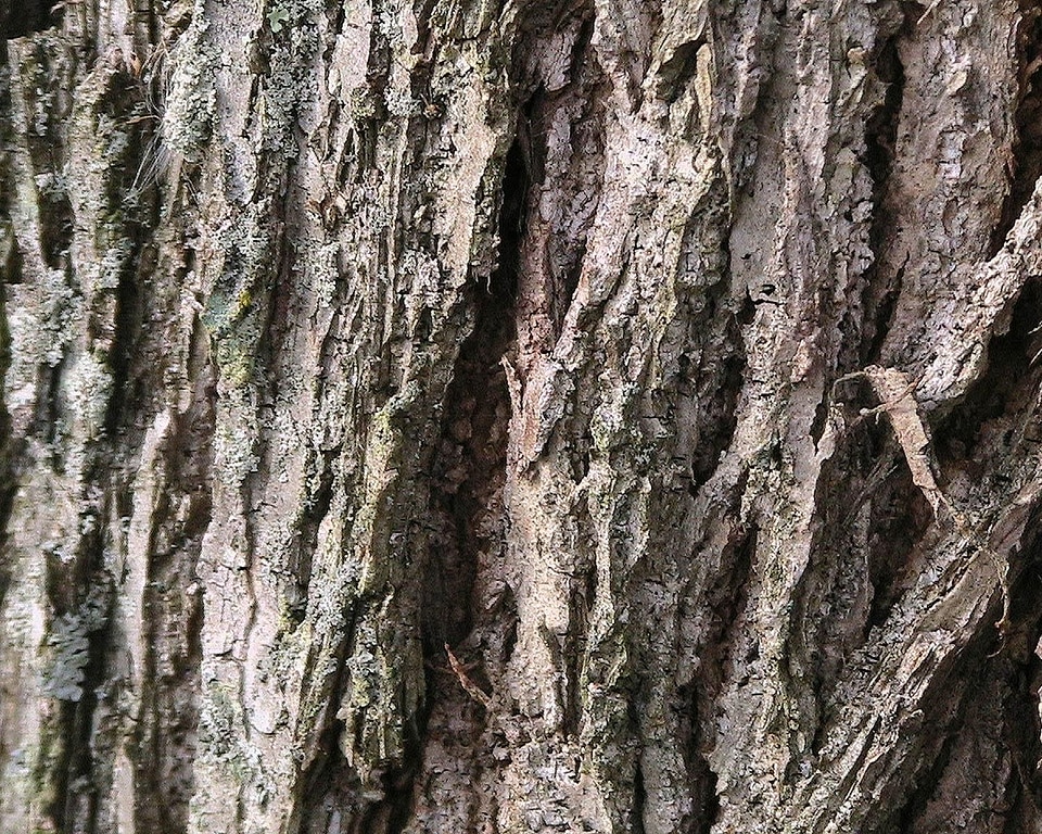 Tree walnut 