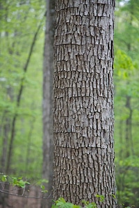 Background greenery hardwood