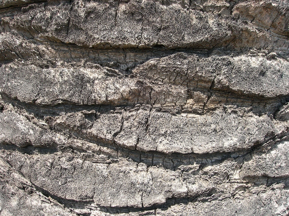 Detailed tree 