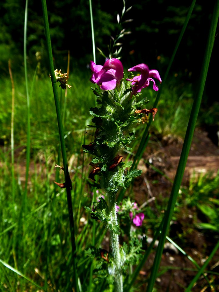 Pedicularis pyrenaica J.Gay, 1832