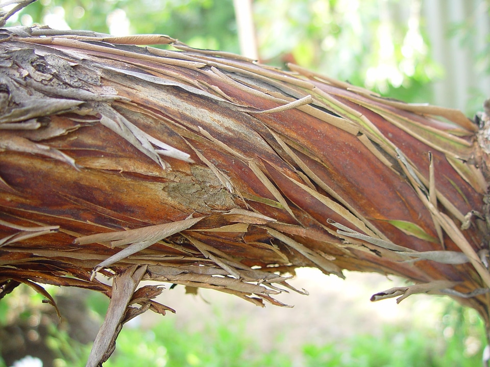 Bouquet stringybark 
