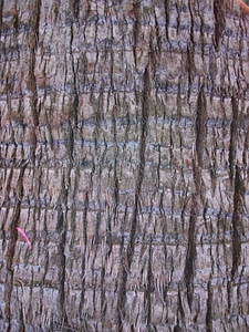 Close close-up cortex