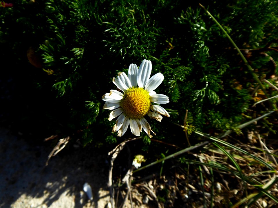 Tripleurospermum inodorum (L.) Sch.Bip., 1844