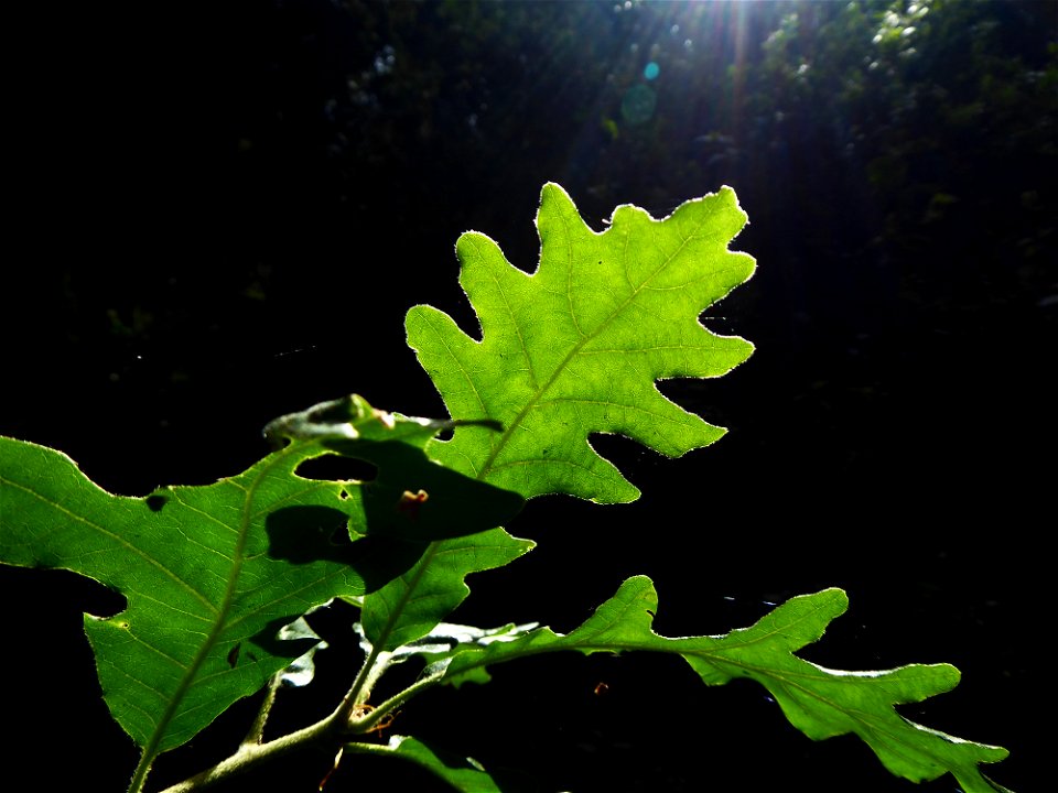 Quercus pubescens Willd., 1805