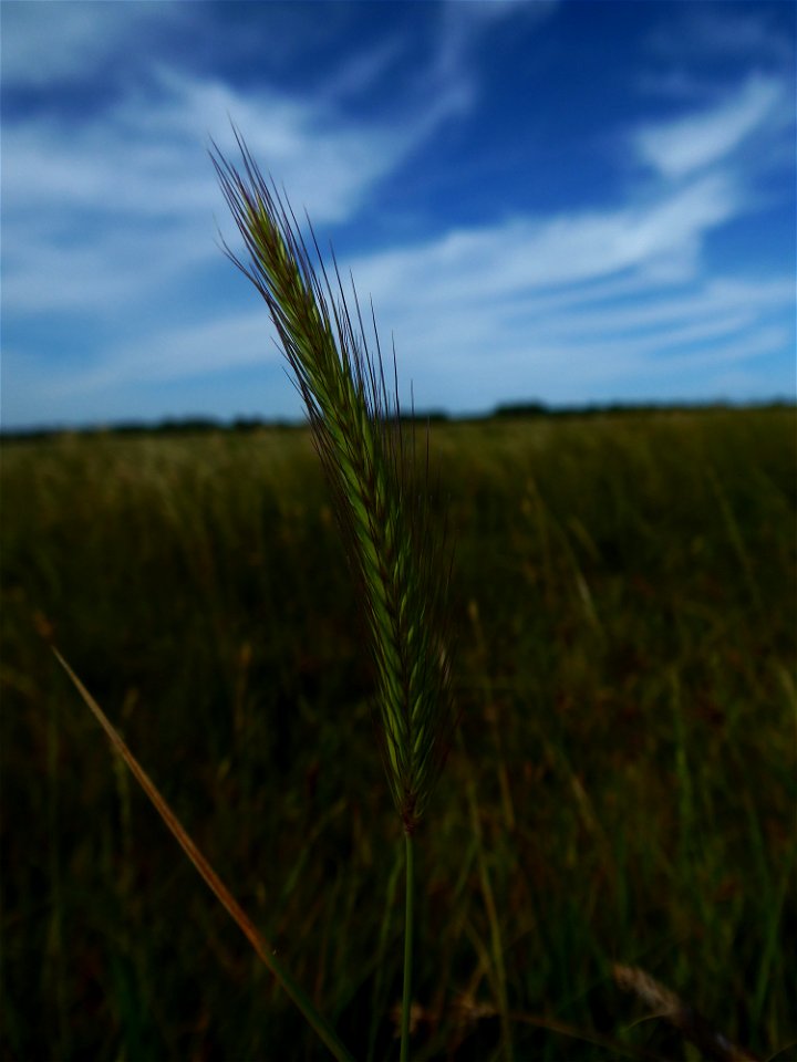 Hordeum secalinum Schreb., 1771