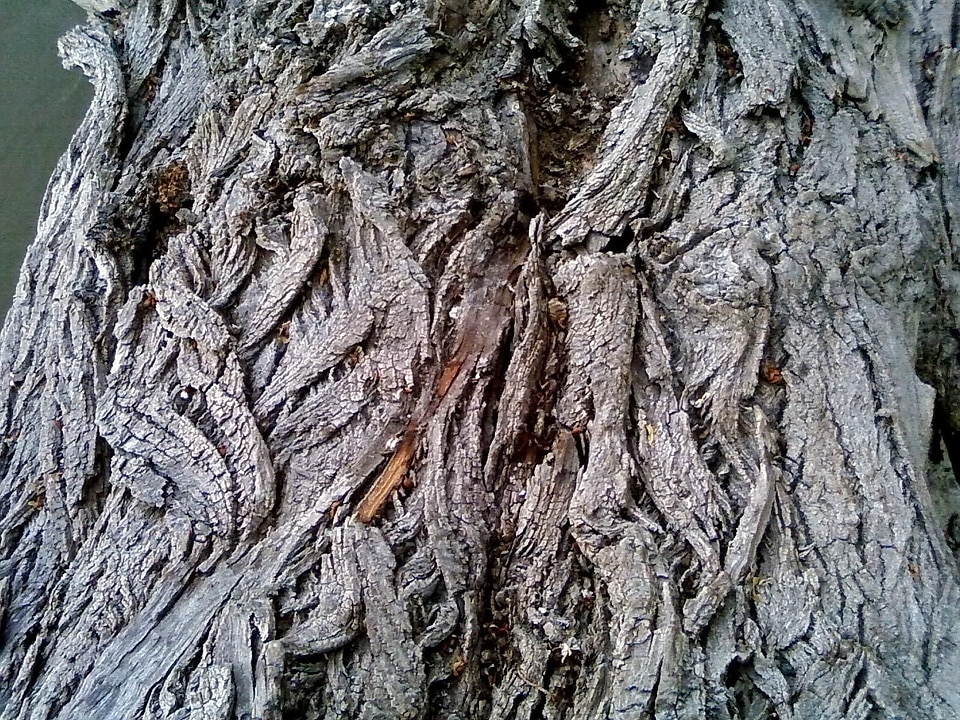 Ancient close-up tree