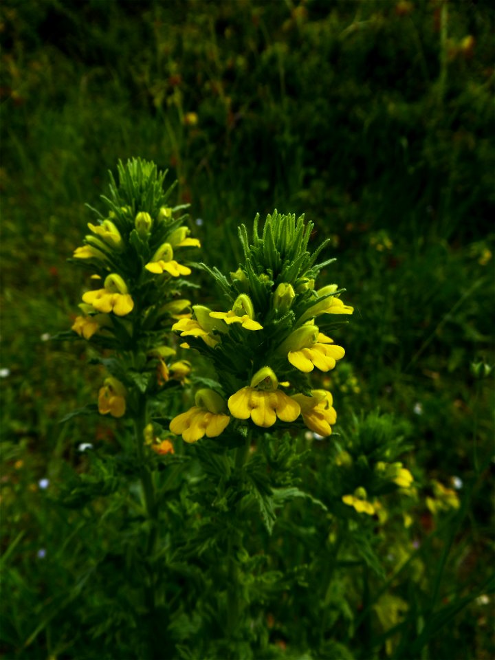 Parentucellia viscosa (L.) Caruel, 1885