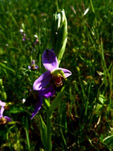 Ophrys apifera Huds., 1762