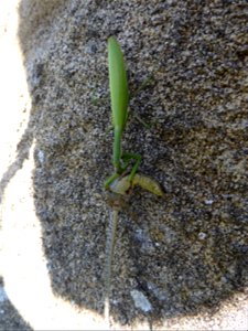 Mante religieuse et Lézard des murailles