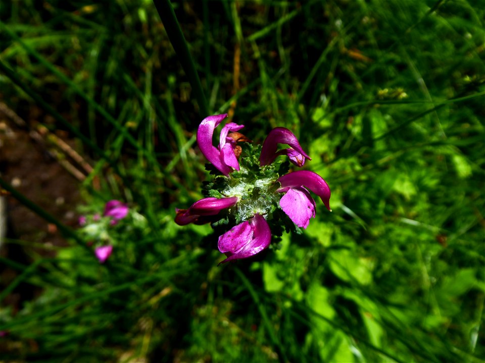 Pedicularis pyrenaica J.Gay, 1832