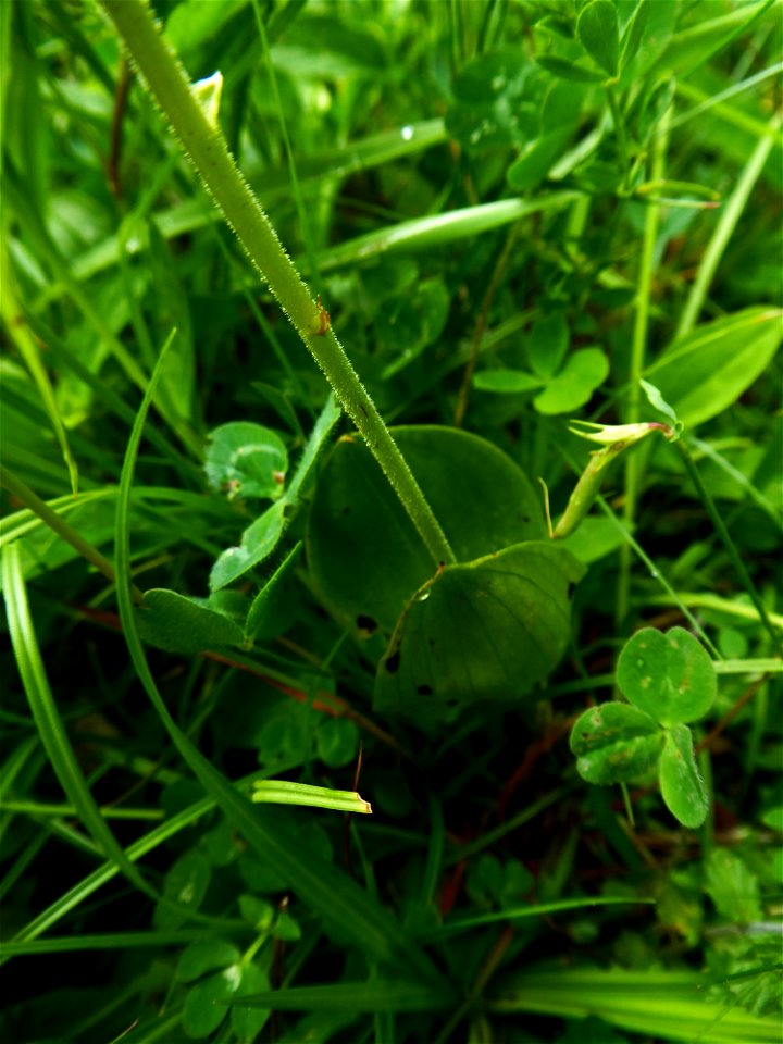 Neottia ovata (L.) Bluff & Fingerh., 1837