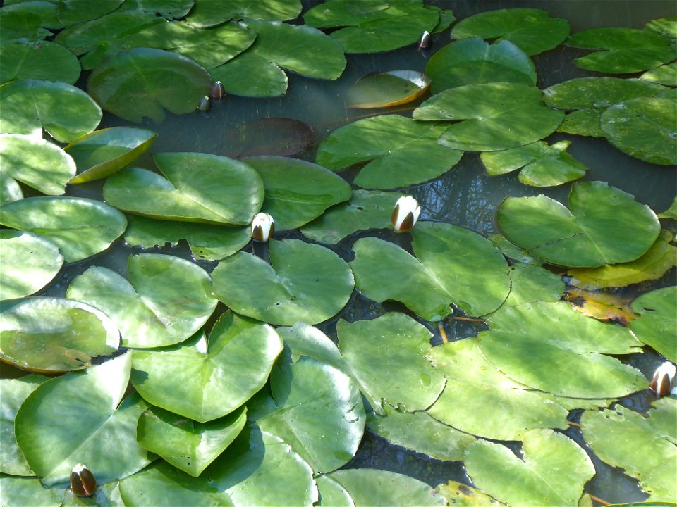 Nymphaea alba L., 1753