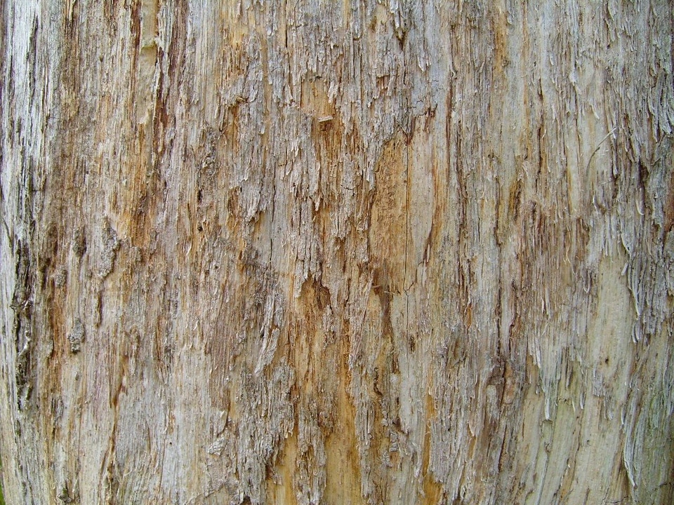Ancient close-up lumber