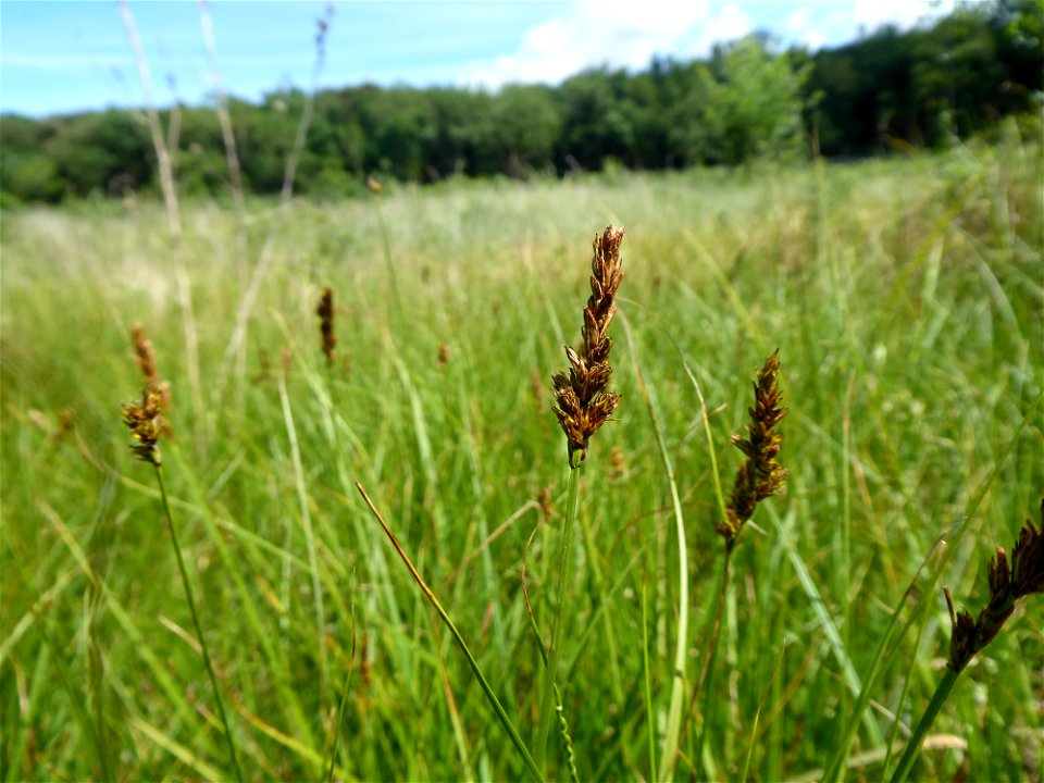 Carex disticha Huds., 1762