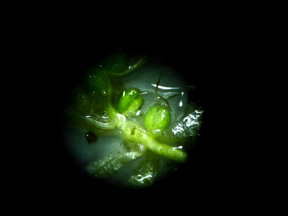 Callitriche obtusangula Le Gall, 1852