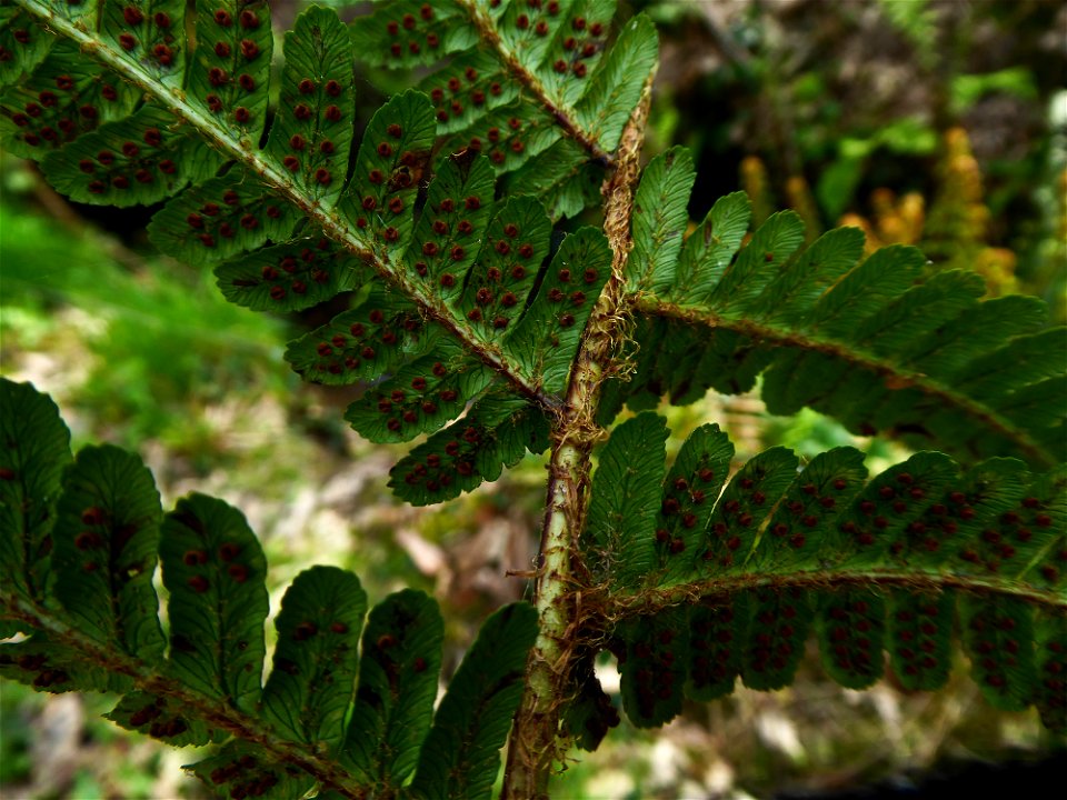 Dryopteris affinis subsp. borreri (Newman) Fraser-Jenk., 1980