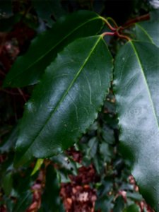 Prunus L., 1753