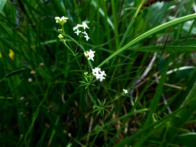Galium cf. pumilum Murray, 1770