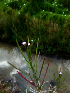 Epilobium parviflorum Schreb., 1771