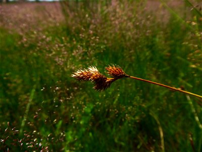 Carex leporina L., 1753