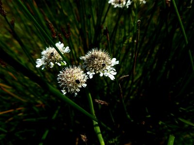 Oenanthe fistulosa L., 1753