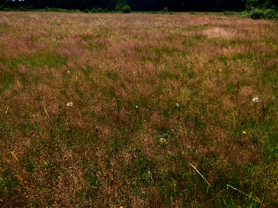 Agrostis capillaris L., 1753