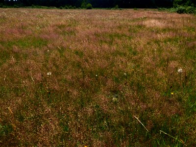 Agrostis capillaris L., 1753