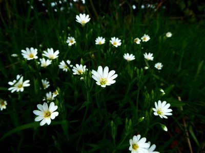 Stellaria holostea L., 1753