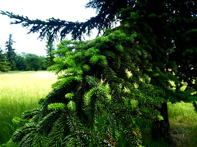 Picea abies (L.) H.Karst., 1881