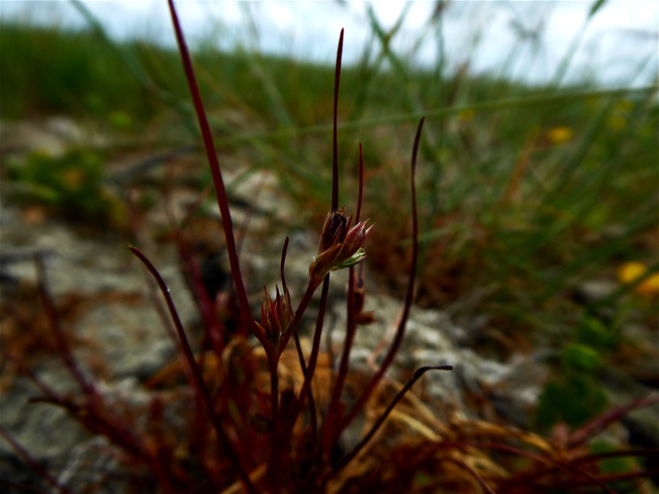 Juncus ranarius Songeon & E.P.Perrier, 1860