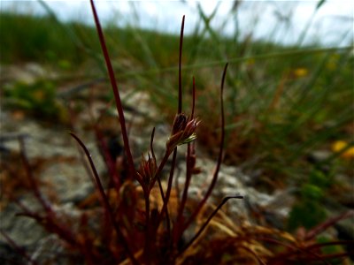 Juncus ranarius Songeon & E.P.Perrier, 1860