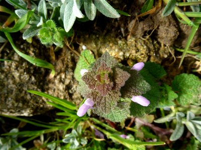 Lamium purpureum L., 1753
