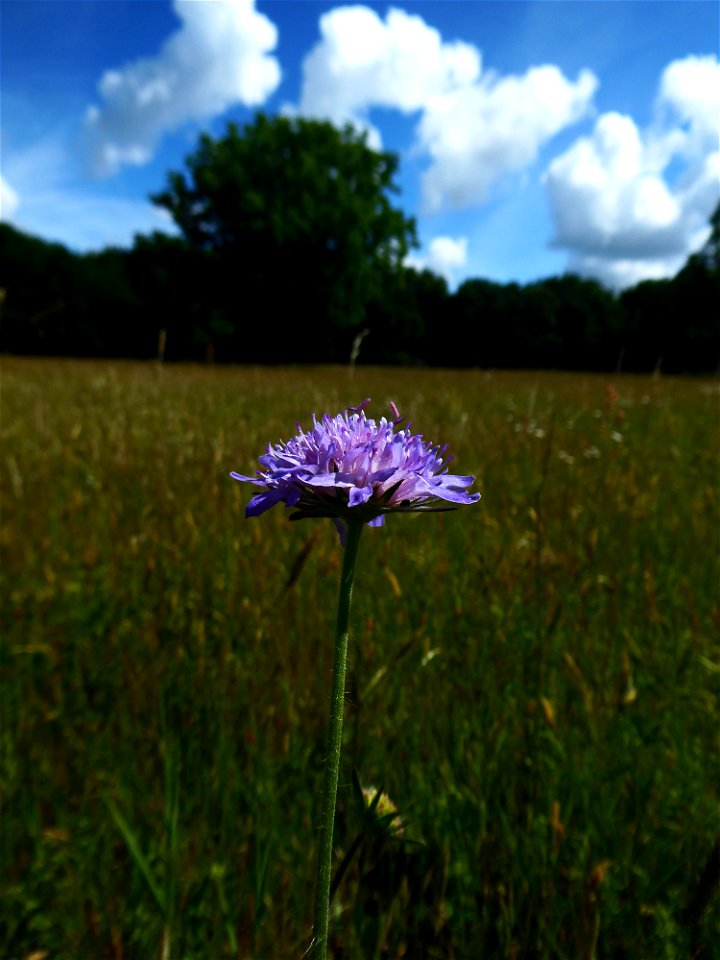 Knautia arvensis (L.) Coult., 1828