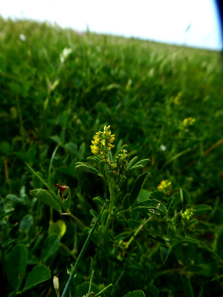 Melilotus indicus (L.) All., 1785