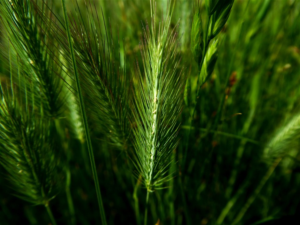 Hordeum geniculatum All., 1785