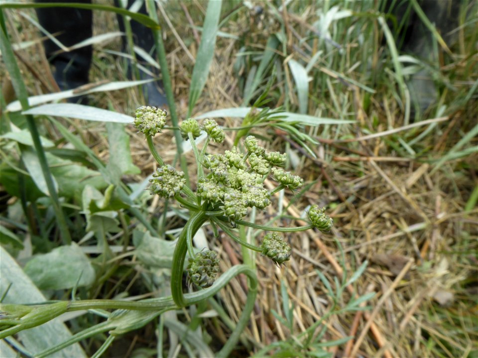 Oenanthe foucaudii Tess., 1884