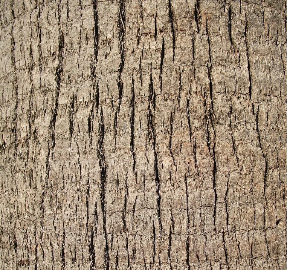 Close close-up palm