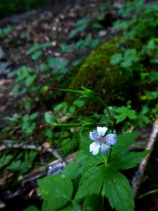 Geranium nodosum L., 1753