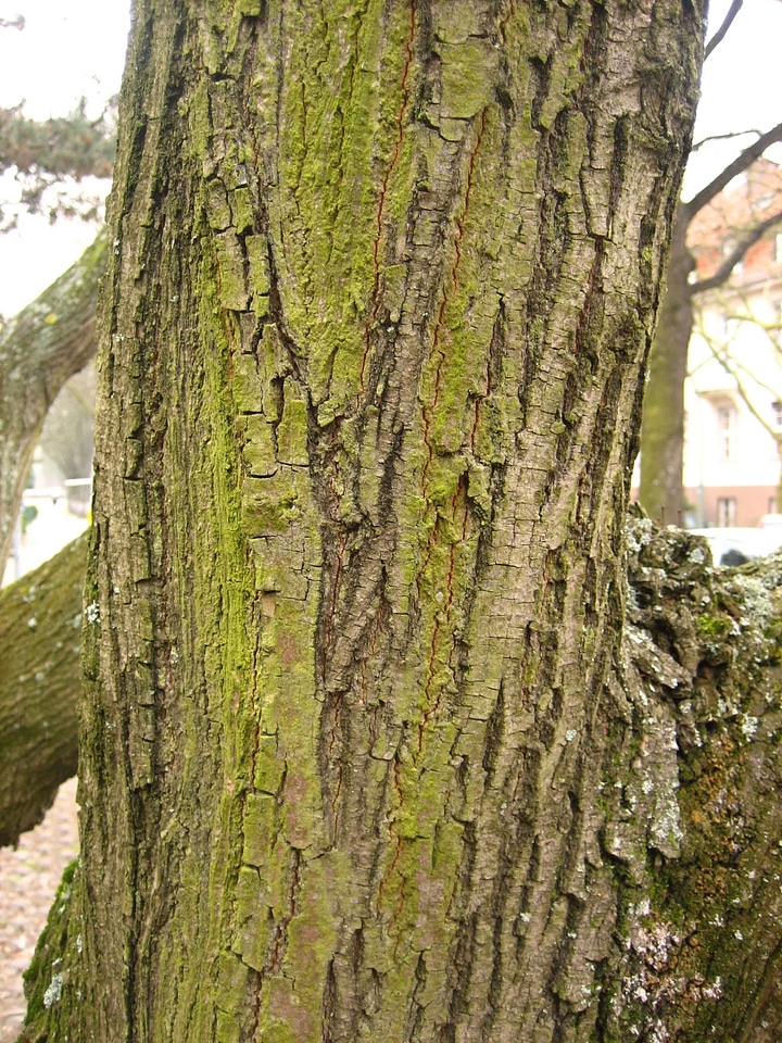 Plant tree 
