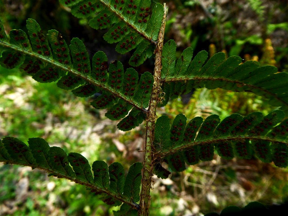 Dryopteris affinis subsp. borreri (Newman) Fraser-Jenk., 1980