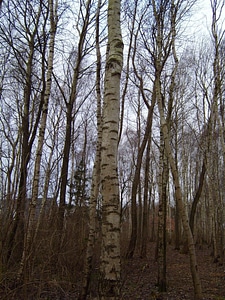 Birch cortex forest
