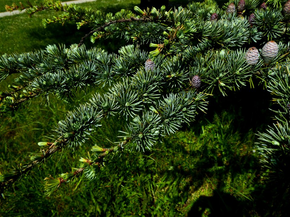 Cedrus atlantica (Manetti ex Endl.) Carrière, 1855