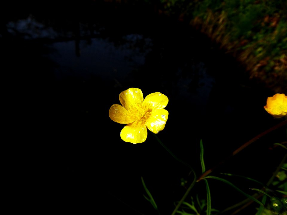 Ranunculus acris L., 1753