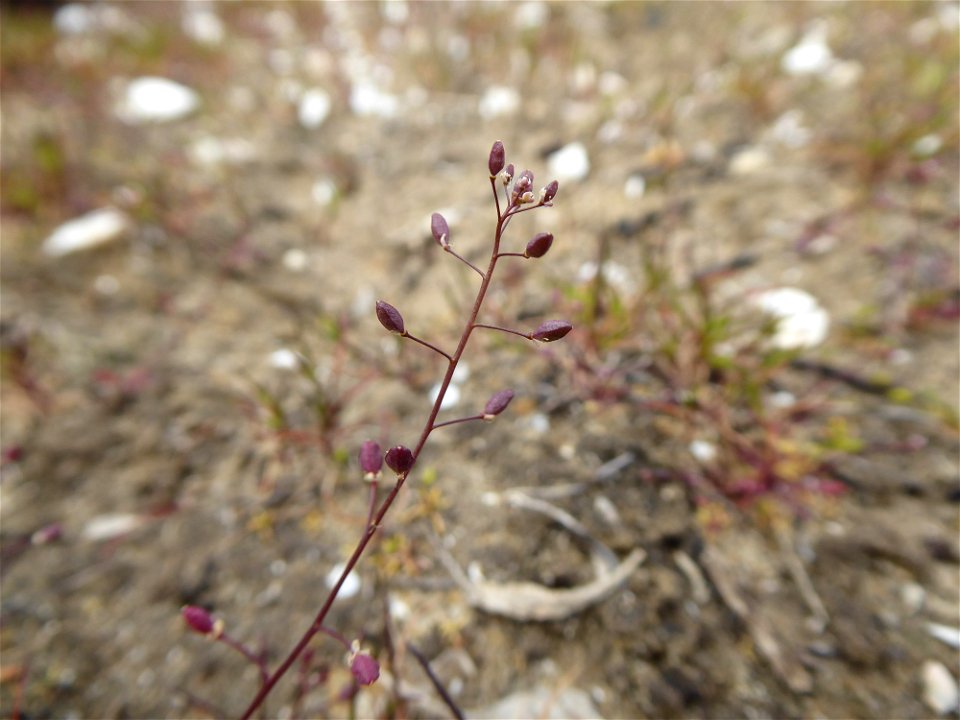 Hornungia procumbens (L.) Hayek, 1925